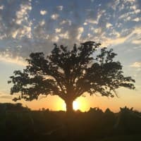 Big Tree Medical Home