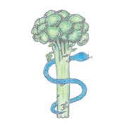 Flora Medical Clinic logo