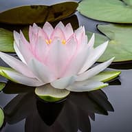 St Johns Direct Primary Care, LLC