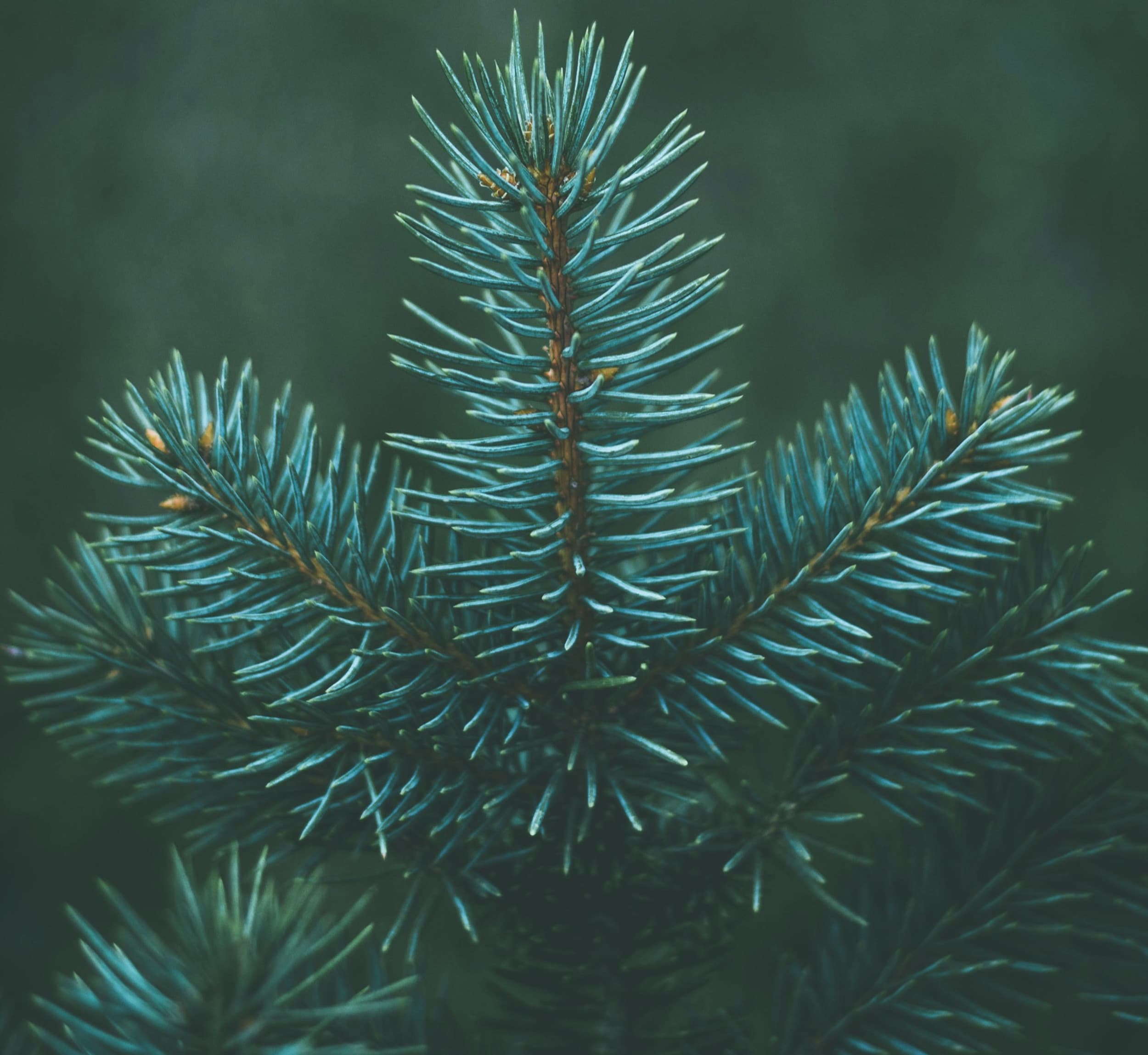 Evergreen Primary Care logo